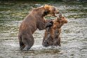 152 Katmai NP, bruine beren